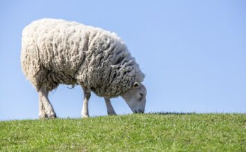 Co się dzieje z mięsem zwierząt futerkowych?